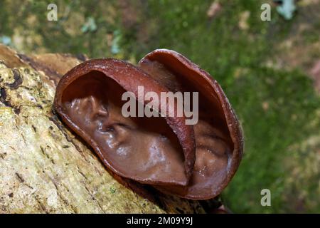 The fungus Auricularia auricula-judae (jelly ear), which mainly grows on elder, is widespread throughout Europe. Stock Photo