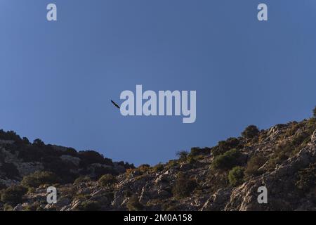 A low angle shot of a hawk flying in a blue sky over rocky cliffs Stock Photo