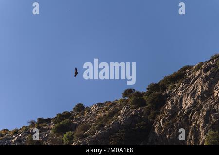 A low angle shot of a hawk flying in a blue sky over rocky cliffs Stock Photo
