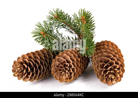 Spruce branch with cone isolated on white Stock Photo