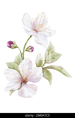 Watercolor white flower blooming. Cherry blossom bouquet illustration isolated on white background. Suitable for decorative spring festivals, Winter, Stock Vector