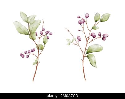 Set of berries branches watercolor illustration. elements suitable for decorative Christmas festivals, Winter, New year invitations, or greeting cards Stock Vector
