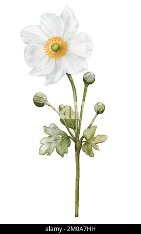 Watercolor white flower blooming. Anemones bouquet illustration isolated on white background. Suitable for decorative winter festivals, spring, weddin Stock Vector