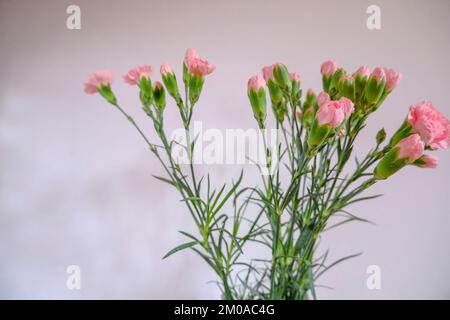 bouquet of pink carnations in a vase top view across the white wall and the wooden drawer. Copy space. Home decor Stock Photo