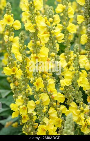 Verbascum phlomoides, orange mullein, Verbascum australe, woolly mullein, biennial with large, closely-packed yellow blooms from early to late summer Stock Photo