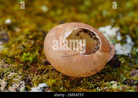 Empty snail shell with internal spiral visible against vibrant green moss Stock Photo