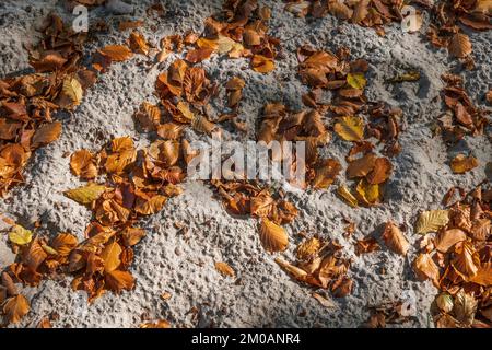 Fallen autumn leaves in sand on a beach, fall background. Stock Photo