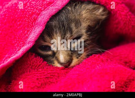 Little Baby kitten in a towel. Cute kitten after bath wrapped in pink towel with beautiful eyes. Just washed lovely fluffy cat with towel around his h Stock Photo