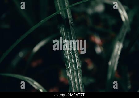 Water drops on a leaf Stock Photo