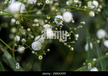 cloud type flower, background, selective focus on background is green vegetation mexico Stock Photo