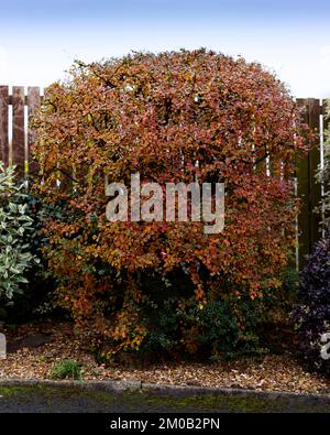 Cotoneaster Shrub Stock Photo