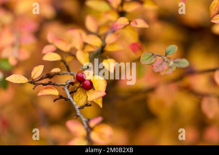 Cotoneaster Shrub Stock Photo
