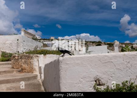 Tetouan, Morocco - April 19, 2019: The common raven, Corvus corax, perches on a cemetery wall, its presence increases the sense of mystery and mystici Stock Photo