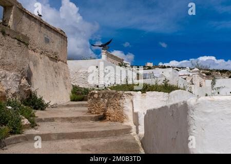 Tetouan, Morocco - April 19, 2019: Two common ravens, Corvus corax, perches on a cemetery wall, their presence increases the sense of mystery and myst Stock Photo