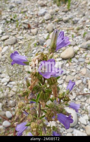 Campanula medium plant in bloom Stock Photo