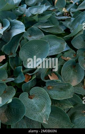 Hosta sieboldiana textured leaves Stock Photo