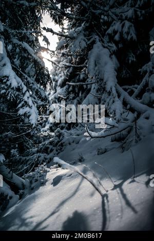 Winter landscape in the Carpathians forest. Sunny winter day Stock Photo
