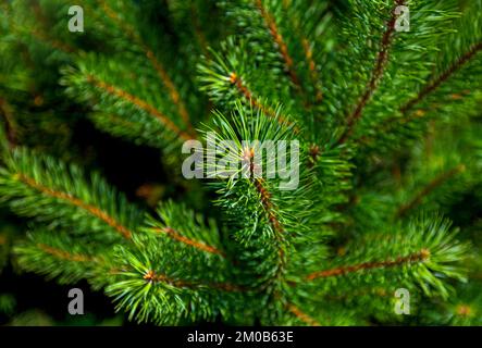 Young shoots on spruce branches. Pine needles, natural background Stock Photo