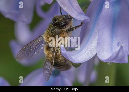 Busy bee Stock Photo