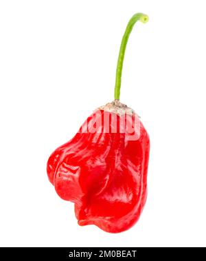 Ripe red chili pepper isolated on a white background. Capsicum baccatum or Bishop's crown pepper. Stock Photo