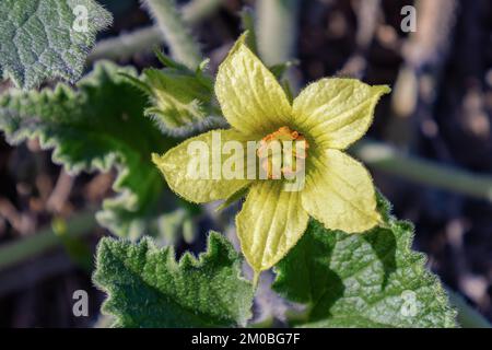 Flower of Ecballium elaterium, also called the squirting cucumber or exploding cucumber. Stock Photo
