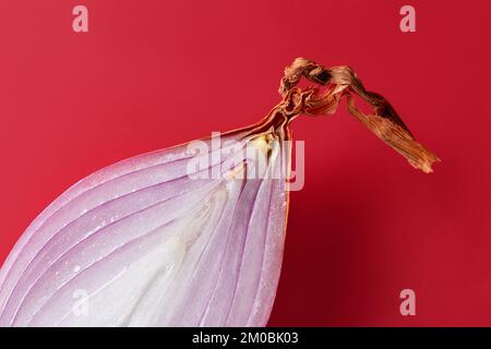 Halved long red shallot against red background. Cut in half unpeeled eschalot bulb closeup. Organic spring onion macro. Fresh raw vegetables concept. Stock Photo