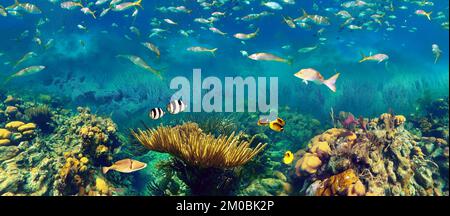 Colorful coral reef with many fishes and sea turtle. The people at snorkeling underwater tour at the Caribbean Sea at Honeymoon Beach on St. Thomas, USVI - travel concept Stock Photo