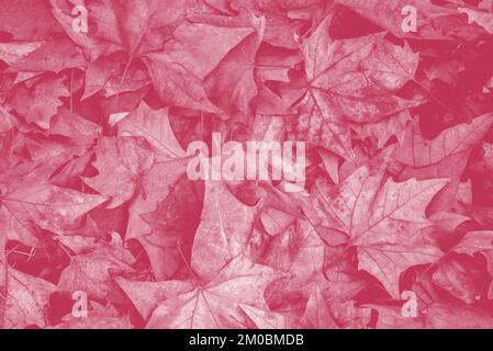 maple leaves in color of the year viva magenta Stock Photo
