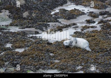 Seal Pup on Whitley Bay Coast, Northumberland Stock Photo