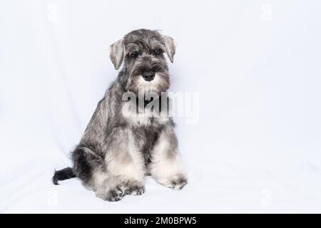 Schnauzer dog white-grey sits and looks at you on a white background, copy space. Sad puppy miniature schnauzer. Close-up portrait of a dog on a white Stock Photo