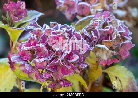 pink hydrangea flowers with white frost in winter garden Stock Photo