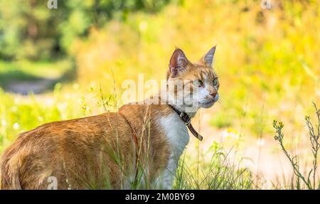 Fluffy red cat in a garden or forest on the path. Clear weather, the animal watching. Shallow depths of the field Stock Photo