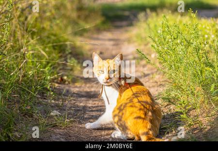 Fluffy red cat in a garden or forest on the path. Clear weather, the animal watching. Shallow depths of the field Stock Photo