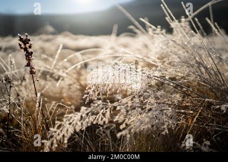 Pampas grass outdoor in the frosty day on the field. Late fall Stock Photo