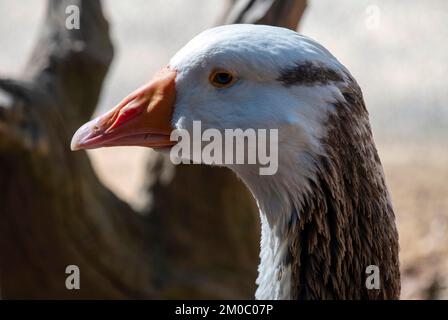 Close -up of a Domestic goose sp. (Domestic type) Anser sp. (Domestic type) at Featherdale Wildlife Park in Sydney, New South Wales, Australia. (Photo Stock Photo