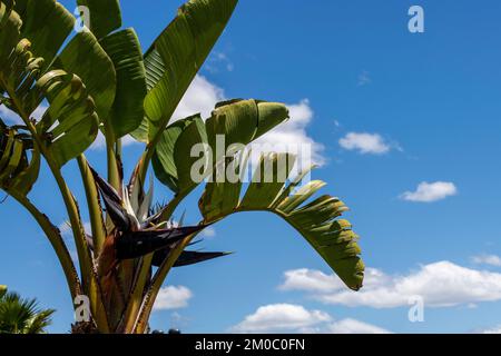 Giant Bird of Paradise Plant or Wild Banana in Sydney, New South Wales, Australia (Photo by Tara Chand Malhotra) Stock Photo