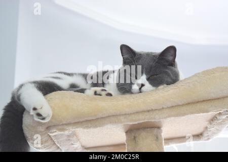 Cutest British cat on his tower at home. Stock Photo