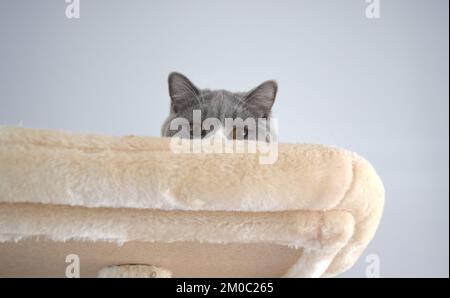 Cutest British cat on his tower at home. Stock Photo
