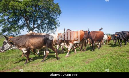 Cattle farm animals of cows bulls been herded down roadside summers day a closeup photograph. Stock Photo