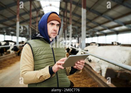 Young serious male worker of cowfarm using digital tablet while standing in front of camera against two rows of livestock in cowsheds Stock Photo