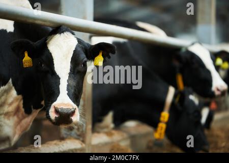 Black-and-white purebred milk cow looking at camera while standing in cowshed against other livestock eating food from feeder Stock Photo