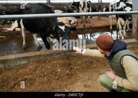 Young worker of modern cowfarm sitting on squats in front of cowshed and stretching arm to touch nose of black-and-white dairy cow Stock Photo