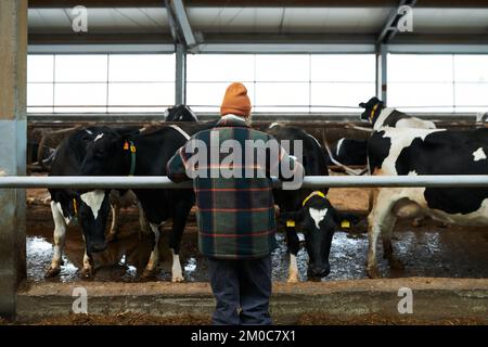 Rear view of young woman in checkered woolen jacket and brown beanie standing by cowshed with purebred cattle in modern cowfarm Stock Photo