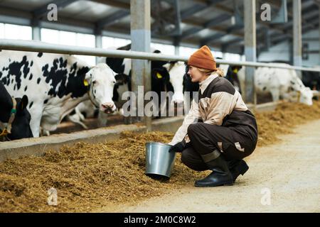 Young woman in workwear squatting in front of cowshed with purebred dairy cows, taking forge out of bucket and putting it in feeder Stock Photo