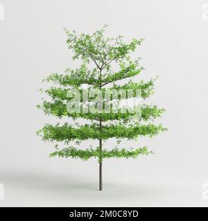 3d illustration of Terminalia mantaly trees isolated on white background Stock Photo