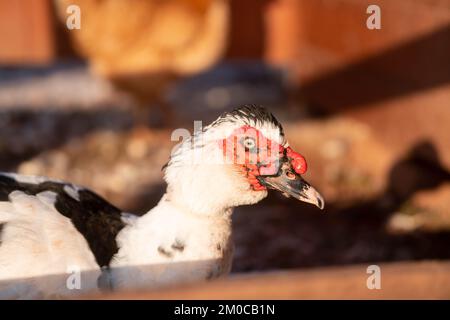 Close up of a muscovy duck, winter, Czechia Stock Photo