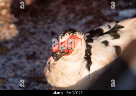 Close up of a muscovy duck, winter, Czechia Stock Photo