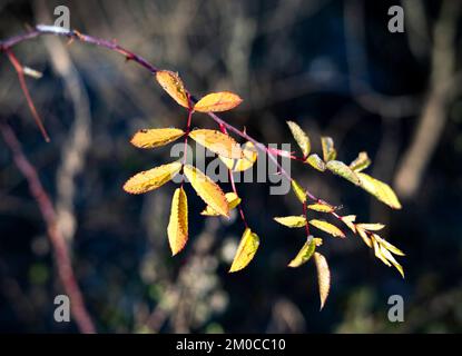 seasonal autumn background twig rosehip leaves in autumn Stock Photo