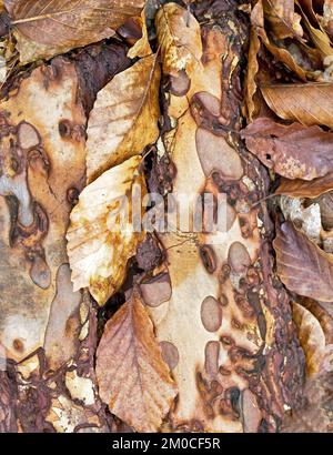 Trees in Spring beauty in nature with striking design, shape, texture, hues, with a palette of soft springtime colour, all creating an artistic work Stock Photo