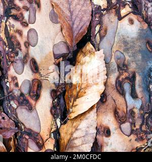 Trees in Spring beauty in nature with striking design, shape, texture, hues, with a palette of soft springtime colour, all creating an artistic work Stock Photo